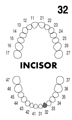 INCISOR 3.2