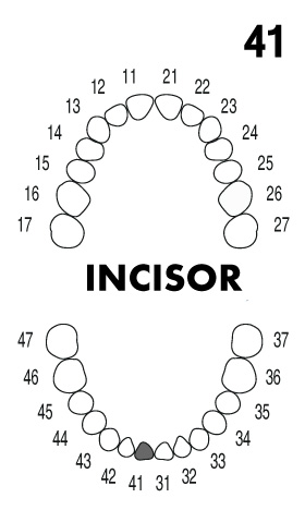 INCISOR 4.1